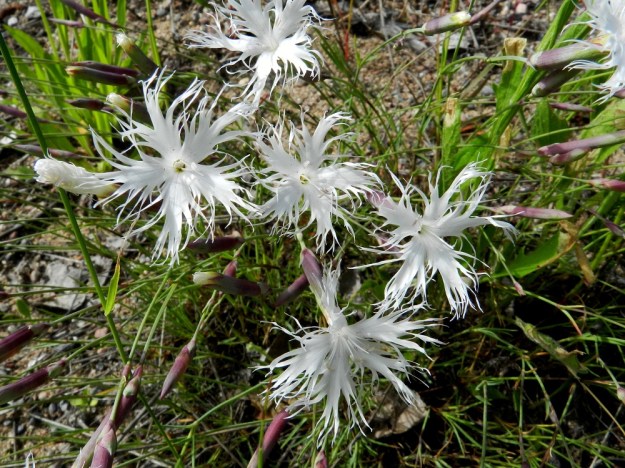 Dianthus arenarius subsp. borussicus - hietaneilikka subsp. idänhietaneilikka on valkoterälehtinen. Terälehtien kärkiosa on yleensä leveä ja syvään hienoliuskainen ja noin 15-18 mm pitkä. Kukat ovat kaksineuvoisia ja heteitä on kymmenen ja emin luotteja kaksi. V, Raasepori, 18.6.2012. Copyright Hannu Kämäräinen.