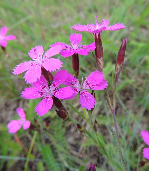 Dianthus deltoides - ketoneilikan kukkavarret ovat harvahkohaaraisia. Kukat ovat yksittäin kukintohaarojen kärjissä. EH, Hämeenlinna, Sairio, radanvarsiketo Vanajaveden rannassa, 21.6.2013. Copyright Hannu Kämäräinen.