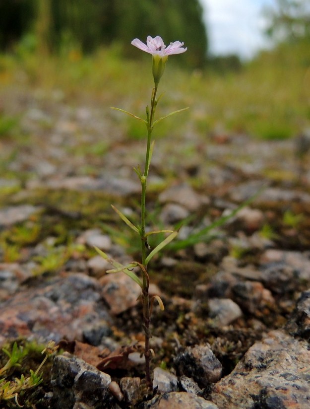 Psammophiliella muralis (Gypsophila muralis) - ketoraunikki on kasvunsa alussa vieläkin huomaamattomampi, yksikukkainen ja vain noin 5 cm pitkä. EH, Kouvola, Kuusankoski, Voikkaa, vanha, suurimmaksi osaksi pois käytöstä oleva ratapiha-alue, 28.7.2015. Copyright Hannu Kämäräinen.