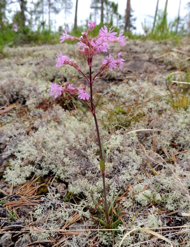 Viscaria alpina var. serpentinicola - serpentiinipikkutervakko ei ole varren nivelten eli lehtiparien alta tahmea, kuten ei nimimuunnoskaan. Serpentiinipikkutervakolla varressa on usein vaaleaa vahahärmää (kuvassa varren alaosassa). Sen kukintohaarat ovat keskimäärin nimimuunnosta pitemmät ja vähäkukkaisemmat. 11.7.2015. Copyright Hannu Kämäräinen.