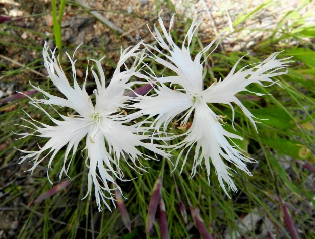 Dianthus arenarius subsp. borussicus - hietaneilikka subsp. idänhietaneilikka on kukiltaan lähes aina viisiterälehtinen. Poikkeus vahvistanee säännön. V, Raasepori, 18.6.2012. Copyright Hannu Kämäräinen.