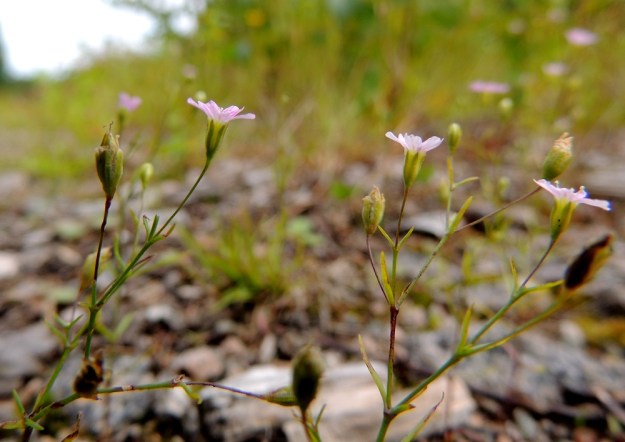 Psammophiliella muralis (Gypsophila muralis) - ketoraunikin kukan verhiö on kapean kellomainen, 2,5-4 mm pitkä ja viisisuoninen. Suonten kohdat ovat leveähkösti vihreitä ja niiden välit ovat kalvomaisen ohuet ja vaaleanvihreät tai valkoisehkot. Kota on jonkin verran verhiötä pitempi. EH, Kouvola, Kuusankoski, Voikkaa, vanha, suurimmaksi osaksi pois käytöstä oleva ratapiha-alue, 28.7.2015. Copyright Hannu Kämäräinen.