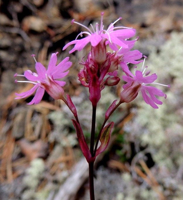 Viscaria alpina var. serpentinicola - serpentiinipikkutervakko on nimimuunnoksen tavoin kukinto-osastaan punasävyinen. Kuvan yksilöllä kukkien tukilehdet ja kukkaperät ovat noin 2 mm pitkiä. Verhiö on kymmenensuoninen ja kärkihampaineen noin 4,5 mm pitkä. Teriön läpimitta on noin 10 mm. 11.7.2015. Copyright Hannu Kämäräinen.
