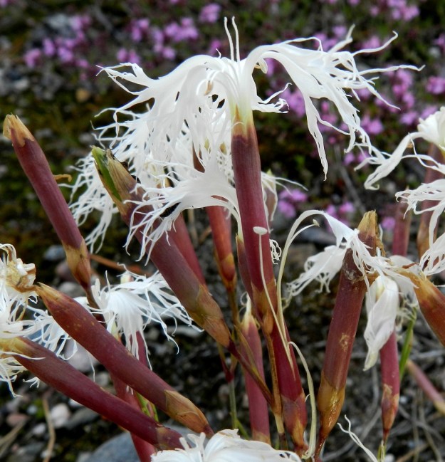 Dianthus arenarius subsp. borussicus - hietaneilikka subsp. idänhietaneilikka on kukkaverhiöiltään pitkä ja kapea. Ne ovat liereitä, noin 25-30 mm pitkiä ja 3-4 mm leveitä. Väri on kuvan kukkien tapaan punaruskea tai vihertävä. Kuvan alaosassa näkyy sivustaan haljennut verhiö, josta on pullahtanut ulos heteitä ja yksi terälehti. Kuten kuvasta näkyy, terälehden tyviosa on kapean tasasoukka ja ainakin yhtä pitkä kuin sen liuskainen kärkiosa. V, Kemiönsaari, 14.7.2012. Copyright Hannu Kämäräinen.