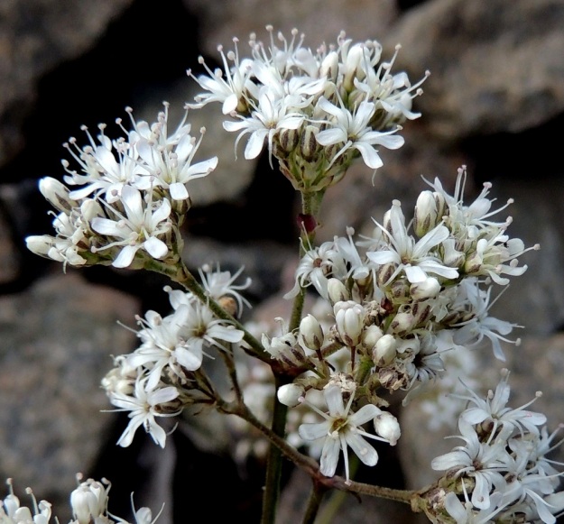 Gypsophila fastigiata - kangasraunikin kukat ovat valkoiset ja noin 5-10 mm leveät (kuvassa 7-8 mm). Heteet (10) ja luotit (2) ovat voimakkaasti kukasta ulkonevia. ES, Imatra, Immola radanvarsi, 9.7.2015. Copyright Hannu Kämäräinen.