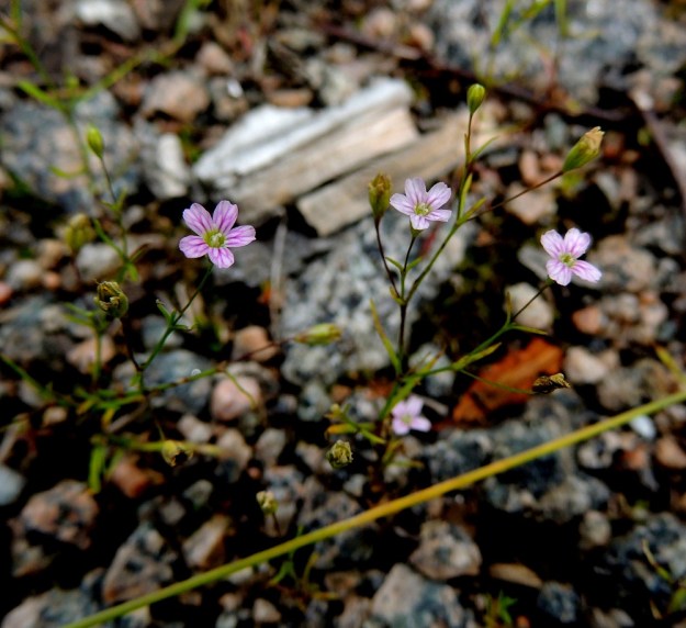 Psammophiliella muralis (Gypsophila muralis) - ketoraunikin kukan teriö on on noin 5-10 mm läpimitaltaan. EH, Kouvola, Kuusankoski, Voikkaa, vanha, suurimmaksi osaksi pois käytöstä oleva ratapiha-alue, 28.7.2015. Copyright Hannu Kämäräinen.