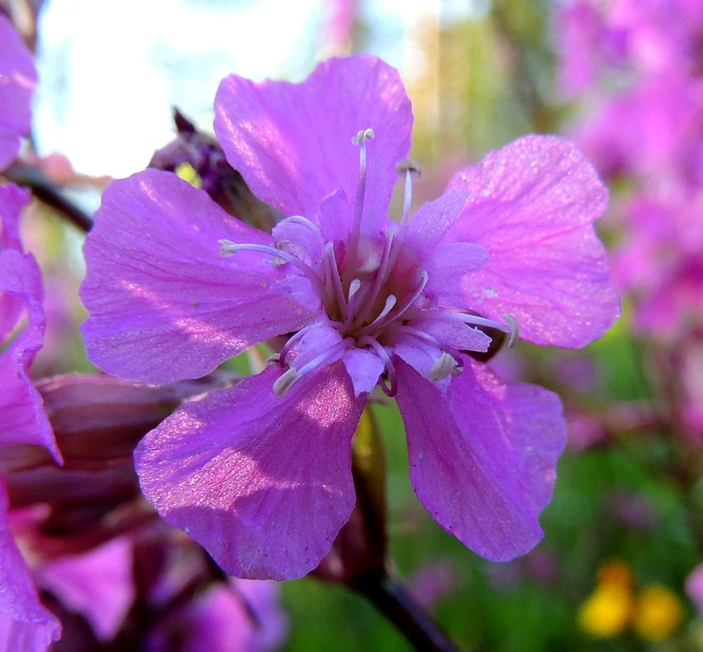 Viscaria vulgaris - mäkitervakon terälehtien sivulle taittuva kärkiosa on tavallisesti noin 5-9 mm pitkä ja levenee kärkeään kohti. Terälehdet voivat olla samassakin kukassa päästään ehyet, nirhalaitaiset tai lanttopäiset. Kuvan kukassa kymmenen hedettä ovat jo lähellä lakastumistaan ja viisi emin luottia ovat nousemassa esiin. A, Finström, Godby, Sundsvägenin (tie 2) varsi Färjsundetin salmen lounaispuolella, 10.6.2014. Copyright Hannu Kämäräinen.