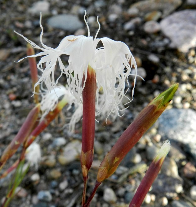 Dianthus arenarius subsp. borussicus - hietaneilikka subsp. idänhietaneilikka on sukunsa muiden lajien tavoin ulkoverhiöllinen. Putkimaisen, pitkän verhiön tyvellä on kaksi tai neljä ulkoverhiösuomua, jotka ovat nipukkakärkisiä ja kalvoreunaisia. Kota on noin 25-30 mm pitkä ja 4-5 mm paksu. Se on jonkin verran verhiötä pitempi. V, Kemiönsaari, 14.7.2012. Copyright Hannu Kämäräinen.