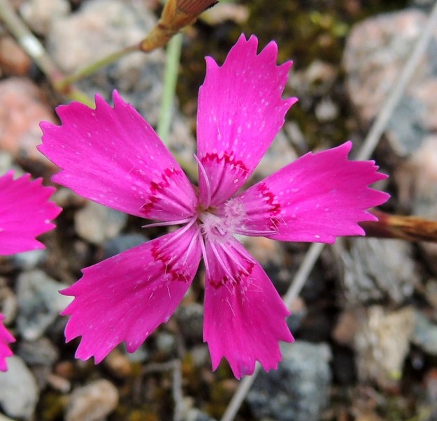 Dianthus deltoides - ketoneilikan voimakkaan punainen kukka, jonka kymmenestä heteestä ovat ponnet jo karisseet ja vaaleat palhot ovat jäljellä. Kaksi karvaista ja kiemuraista emin luottia ovat toimintakuntoisina näkösällä. Ketoneilikan terälehtien kärkiosan tyvipuolella on harvakseen valkoisia karvoja. EH, Kouvola, Kuusankoski, Voikkaa, vanha ratapiha-alue, 27.7.2015. Copyright Hannu Kämäräinen.