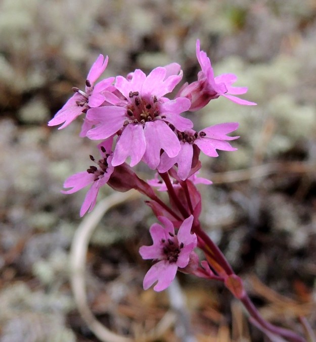 Viscaria alpina var. serpentinicola - serpentiinipikkutervakko saa monien kohokkikasvien tavoin kukkiinsa epätoivottuna vieraana tuhkio-mikrosienen, tässä tapauksessa ilmeisesti Microbotryum lychnidis-dioicae -lajin, joka on värjännyt ponnet ruskeiksi. Tässäkin yksilössä on yksi kuusiterälehtinen kukka, jossa heteitä on 12. Kehittyvä 5-vartaloinen emiö näkyy kukan pohjalla. 11.7.2015. Copyright Hannu Kämäräinen.