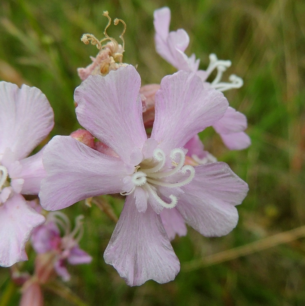 Viscaria vulgaris - mäkitervakon kukat ovat harvoin aivan hennon vaaleanpunertavia tai valkoisia. Kuvan kukassa heteet ovat jo täysin lakastuneet ja viisi karvaista, käyrää emin luottia ovat valmiina vastaanottamaan muiden kukkien siitepölyä. A, Lemland, eteläpää, Björkö, Herröskatan, luonnonsuojelualue, kallioketo, 13.6.2014. Copyright Hannu Kämäräinen.