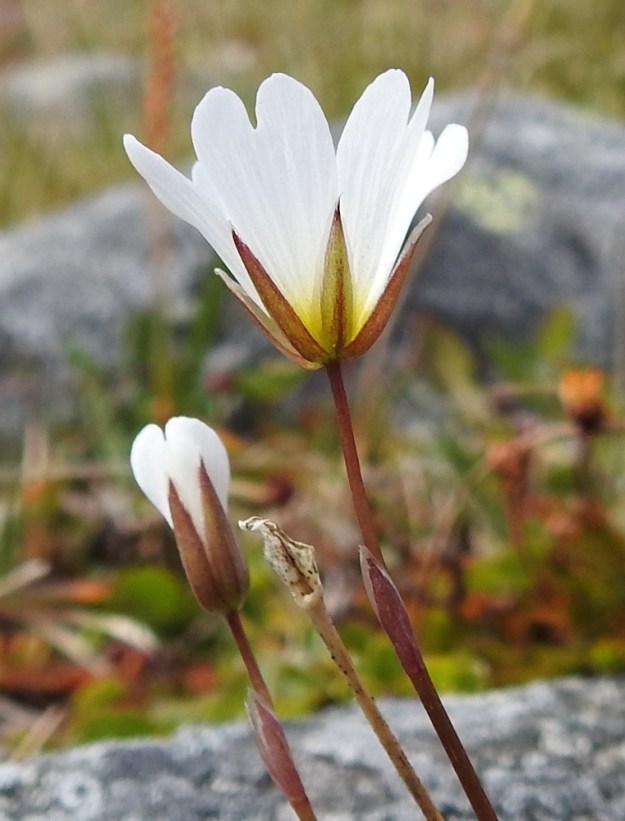 Cerastium alpinum subsp. glabratum - tunturihärkin subsp. kaljutunturihärkin kukkien tukilehdet ovat kalvolaitaisia tai kokonaan kalvomaisia. Verhiön tyvi on kulmikas tai hiukan säkkimäinen. Verholehdet ovat kapeanpuikeat tai soikeat. Ne ovat noin 4-9 mm pitkät ja enintään 0,5 mm:n levyisesti kalvolaitaiset. Terälehdet ovat noin 1,5-2 kertaa verholehtien pituiset. EnL, Enontekiö, Kilpisjärvi, Saanan koillispuoli, Saanajärven luoteispäästä nouseva korkea harjanne, kivikkoinen paljakkarinne, 720 m mpy, 6.7.2018. Copyright Hannu Kämäräinen.