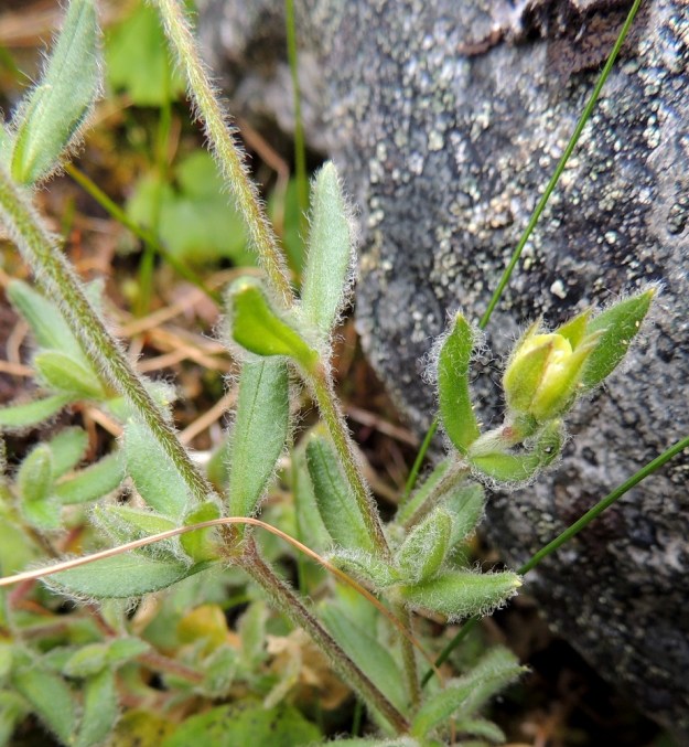 Cerastium alpinum subsp. lanatum - tunturihärkin subsp. villatunturihärkin kukallisten versojen lehdet ovat vastakkaiset, ruodittomat ja tavallisesti soikeat sekä yleensä noin 5-15 mm pitkät ja leveimmältä kohtaa noin 2-5 mm leveät. EnL, Enontekiö, Kilpisjärvi, Saana, Saanan luoteisrinne, länsireuna pahtaseinämän päällä, rinnetöyräs, n. 730 m mpy, 17.7.2013. Copyright Hannu Kämäräinen.