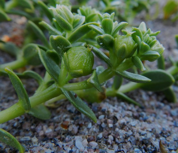 Honckenya peploides - suola-arhon kota on kiiltävä ja noin 6-10 mm läpimitaltaan. Se on selvästi verholehtiä pitempi. U, Hanko, niemen eteläpuolen merenranta, Kolaviken, itälaita, Stora Tallholmenin hiekkakannksen tyvi, 18.6.2012. Copyright Hannu Kämäräinen.
