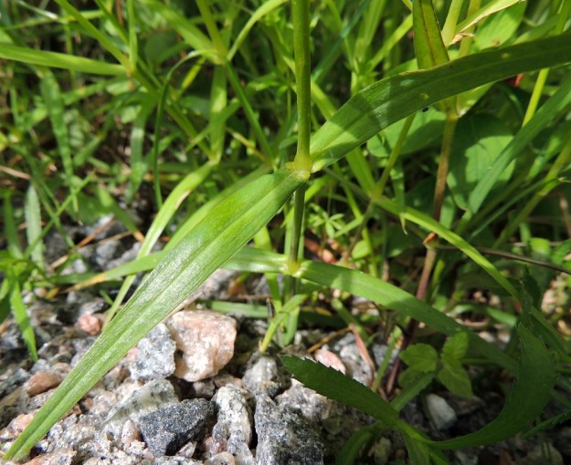 Rabelera holostea (Stellaria holostea) - kevättähtimön lehdet ovat ruodittomat ja puolisepivät sekä hyvin kapeanpuikeat tai suikeat ja pitkäsuippuisen teräväkärkiset. Ne ovat jäykähköt, sivulle siirottavat ja kirkkaanvihreät. U, Hanko, Tvärminne, Tvärminneöhön vievän J. A. Palménintien laide metsikön reunassa, 30.5.2015. Copyright Hannu Kämäräinen.