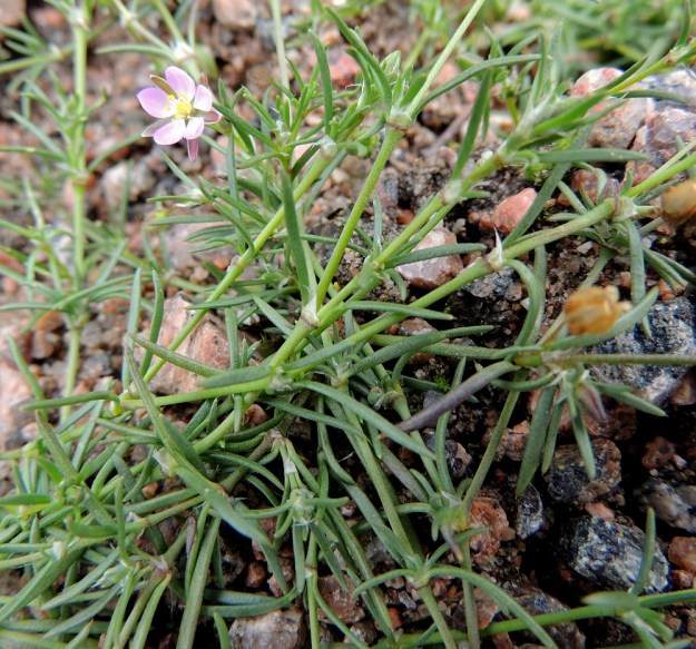 Spergularia rubra - punasolmukin lehdet ovat vastakkaiset ja tasasoukan neulasmaiset sekä tavallisesti noin 5-20 mm pitkät ja noin 0,5-1 mm leveät. Väriltään ne ovat yleensä harmaanvihreät ja pinnaltaan kaljut tai eriasteisesti nystykarvaiset. EH, Kouvola, Kuusankoski, Voikkaa, vanha, suurimmaksi osaksi pois käytöstä oleva ratapiha-alue Kuusaantien, Myllytien ja tehdasalueen kolmiossa, 28.7.2015. Copyright Hannu Kämäräinen.