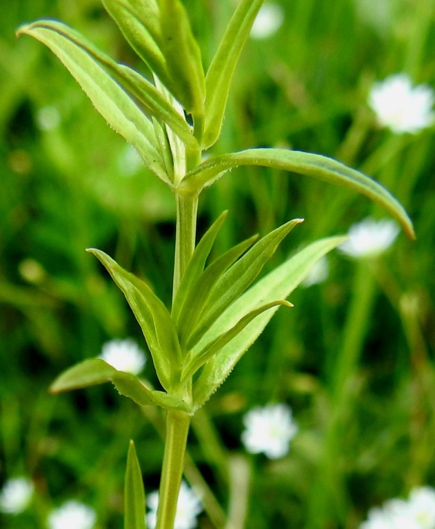 Stellaria graminea - heinätähtimön lehdet ovat muuten kaljut, mutta usein ainakin tyviosan laidoiltaan karvaripsiset. EH, Hämeenlinna, Loimalahti, Sampo, Sammonojantien varren niittyalue, 14.7.2018. Copyright Hannu Kämäräinen.
