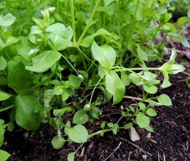 Stellaria media - pihatähtimön lehdet ovat vastakkaiset. Alemmat lehtiparit ovat puikeat tai pyöreähköt ja ruodilliset. Ylemmät lehdet ovat lähes tai aivan ruodittomat ja soikeat tai puikeat. Lehtilavan pituus on tavallisesti 1-3 cm. Kukkaperät kääntyvät yleensä kukinnan jälkeen alaspäin. EH, Hämeenlinna, Loimalahti, Hirsimäki, Näsiäntie, pihamaan kukkapenkki, 20.6.2014. Copyright Hannu Kämäräinen.