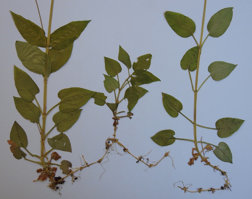 Stellaria nemorum - lehtotähtimö laajenee tiheiksi kasvustoiksi ristiin rastiin lähellä maanpintaa suikertavien rönsyjen avulla. Kukalliset ja kukattomat varret nousevat niistä. Vaaleissa rönsyissä on nivelkohdissa samanvärisiä suomuja. U, Vantaa, Länsisalmi, Länsimäki (Västerkulla), Westerkulla Gårdin tien varressa oleva kallioinen lehtoalue, 4.6.1990. Kuva näytteestä, copyright Hannu Kämäräinen.