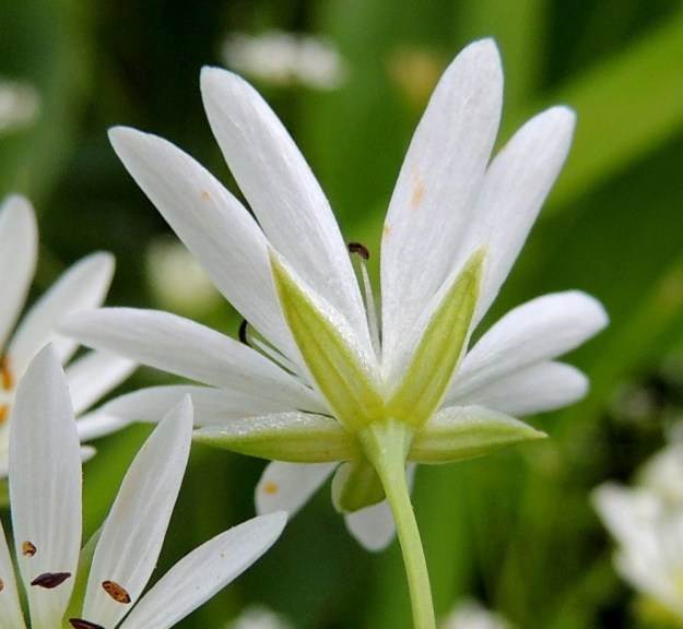 Stellaria palustris - luhtatähtimön verholehdet ovat suikeat, teräväkärkiset, vihreät ja näkyvästi 3-suoniset sekä kaljut. Niiden laita on valkoisen kalvoreunainen ja ripsetön. Pituutta niillä on noin 4,5-8 mm. Niiden pituussuhde terälehtiin vaihtelee. Kuvan kukassa terälehdet ovat noin kaksi kertaa niitä pitemmät. EH, Hämeenlinna, Keinusaari, Varikonniemi, Vanajaveden vetinen luhtaranta pitkospuupolun varressa, 21.6.2013. Copyright Hannu Kämäräinen.
