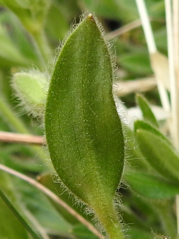 Cerastium alpinum subsp. alpinum - tunturihärkin subsp. karvatunturihärkin kukallisten versojen lehdet ovat yleensä noin 10-20 mm pitkät ja leveimmältä kohtaa noin 2-5 mm leveät. Lehtien nystykarvoituksen määrä vaihtelee. Yleisimmin lehdet lienevät nystykarvattomat, mutta kuvan yksilössä niiden pinta oli tiheähkösti myös nystykarvainen. EnL, Enontekiö, Kilpisjärvi, Saanan jyrkkä, kivikkoinen NE-rinne pahtaseinämän alapuolella, Saanajärven luoteispään kohdalla, 800 m mpy, 6.7.2018. Copyright Hannu Kämäräinen.