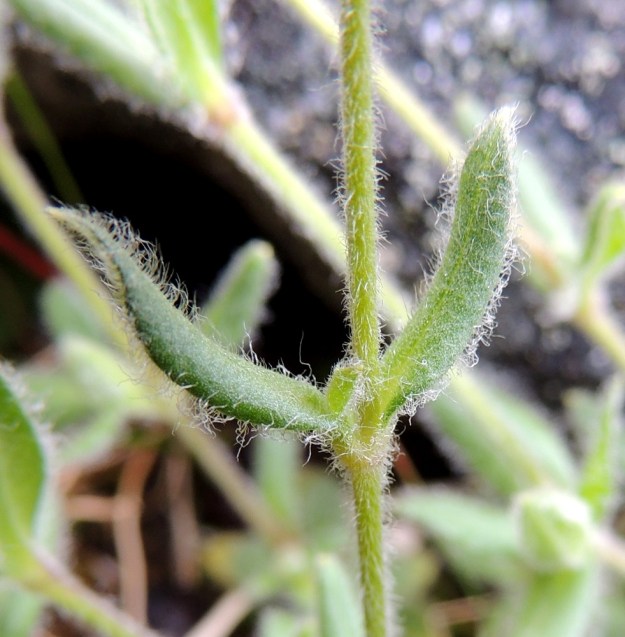 Cerastium alpinum subsp. lanatum - tunturihärkin subsp. villatunturihärkin varret ja lehdet ovat kauttaaltaan tiheästi villakarvaiset. EnL, Enontekiö, Kilpisjärvi, Saana, Saanan luoteisrinne, länsireuna pahtaseinämän päällä, rinnetöyräs, n. 730 m mpy, 17.7.2013. Copyright Hannu Kämäräinen.