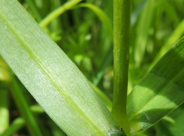 Rabelera holostea (Stellaria holostea) - kevättähtimön varsi on enemmän tai vähemmän särmäinen ja kalju tai särmistään karhea. Lehdet ovat laidoiltaan ja alapinnan keskisuoneltaan lyhyesti ja tiheästi jäykkäkarvaiset. U, Hanko, Tvärminne, Tvärminneöhön vievän J. A. Palménintien laide metsikön reunassa, 30.5.2015. Copyright Hannu Kämäräinen.