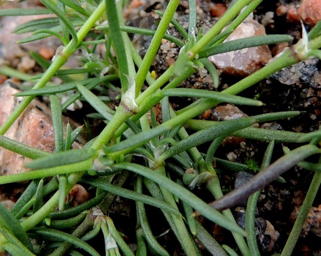 Spergularia rubra - punasolmukin lehdet ovat otapäiset. Alemmissa versonosissa nivelen ympärille kiertyvät korvakkeet halkeavat myös tyveltään erillisiksi. Kuvan keskellä olevassa korvakeparissa tosin yksi revennyt kaitale on jäänyt korvakkeita yhdistämään, vaikka tyvi on auki. EH, Kouvola, Kuusankoski, Voikkaa, vanha, suurimmaksi osaksi pois käytöstä oleva ratapiha-alue Kuusaantien, Myllytien ja tehdasalueen kolmiossa, 28.7.2015. Copyright Hannu Kämäräinen.