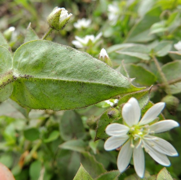Stellaria aquatica (Myosoton aquaticum) - vadan lehtien alapinnan keskisuonessa on toisinaan myös pitempiä hapsikarvoja. EH, Hämeenlinna, Ojoinen, Paroinen, jätevedenpuhdistamon kompostiauma-alue, itälaita, tieuran vierus, 25.9.2016. Copyright Hannu Kämäräinen.