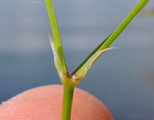 Stellaria graminea - heinätähtimön versohaarojen tukilehdet ovat kalvomaisia ja ainakin kärkiosastaan valkoisia sekä pitkäksi teräväksi kärjeksi suippenevia ja noin 2-5 mm pitkiä. Ne ovat tavallisesti laidoiltaan, ainakin tyviosastaan, valkoripsiset. Tervola, Mattinen, Kemijoen kaakkoisranta Laavun tilan lounaispuolella, joen korkean rantatörmän päällys, 16.7.2015. Copyright Hannu Kämäräinen.