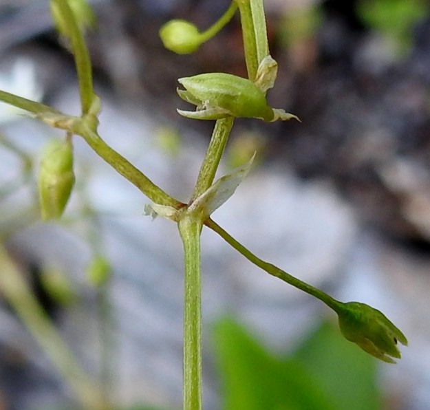 Stellaria longifolia - metsätähtimön versohaarojen tukilehdet ovat kalvomaisia ja noin 2-5 mm pitkiä (kuvassa noin 5 mm). Ne ovat kaljut ja laidoiltaan ripsettömät. EH, Hämeenlinna, Vuorentaka, Lakeentien pohjoispäästä lähtevän pelto- ja metsätien laide hakkuuaukean kohdalla, 3.7.2019. Copyright Hannu Kämäräinen.