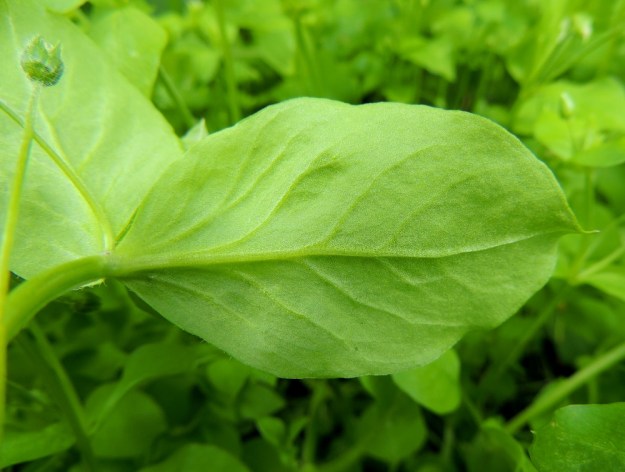 Stellaria media - pihatähtimön ylempien lehtien lapa on usein alempia kookkaampi. Ruodittomat lehdet ovat soikeita tai puikeita ja tyveltään pyöreitä tai kapenevia. Keskisuoni ja sivusuonet ovat alapinnalla näkyvissä. Kaikki lehdet ovat ruotia lukuun ottamatta lähes tai aivan kaljut. EH, Hämeenlinna, Loimalahti, Hirsimäki, Näsiäntie, pihamaan kukkapenkki, 20.6.2014. Copyright Hannu Kämäräinen.