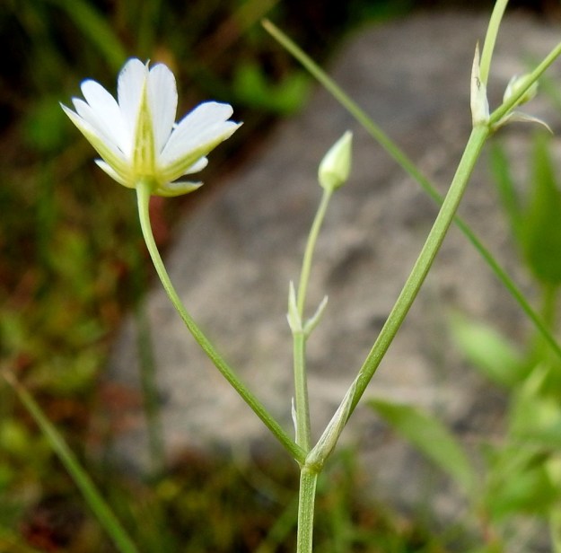 Stellaria palustris - luhtatähtimön verholehdet ovat kuvan kukassa samanpituiset kuin terälehdet. Varret, haarat ja kukkaperät ovat kaljut. Haarojen ja kukkien tukilehdet ovat kalvomaisia, lähes tai aivan valkoisia sekä pitkäksi teräväksi kärjeksi suippenevia ja noin 2-8 mm pitkiä. Ne ovat kaljut ja laidoiltaan ripsettömät. OP, Oulu, Haukipudas, Martinniemi, Kilpukkaperä, Villenniemen pohjoispuolinen rantaniittyalue, 9.7.2019. Copyright Hannu Kämäräinen.
