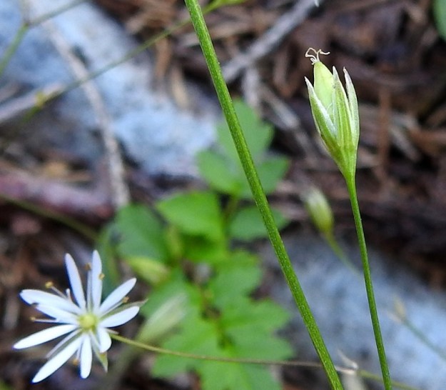 Stellaria graminea - heinätähtimön kota on puikea tai pitkänpyöreä ja noin 5-7 mm pitkä. Se on hieman tai enintään puolitoista kertaa verholehtien pituinen. EH, Hämeenlinna, Vuorentaka, Lakeentien pohjoispäästä lähtevän pelto- ja metsätien laide hakkuuaukean kohdalla, 3.7.2019. Copyright Hannu Kämäräinen.
