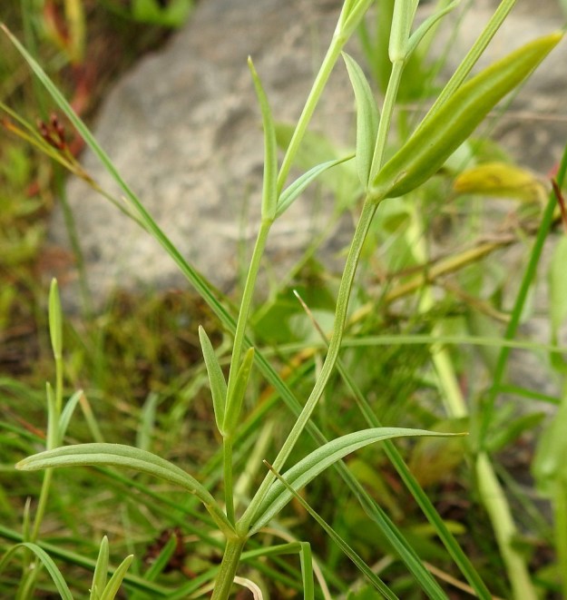 Stellaria palustris - luhtatähtimön varret ovat nelisärmäiset. Lehdet ovat vastakkaiset, ruodittomat ja tavallisesti yläviistoon siirottavat sekä useimmiten tasasoukan suikeat. Ne ovat varren keskiosassa yleensä noin 20-60 mm pitkät ja leveimmältä kohtaa noin 1-6 mm leveät. OP, Oulu, Haukipudas, Martinniemi, Kilpukkaperä, Villenniemen pohjoispuolinen rantaniittyalue, 9.7.2019. Copyright Hannu Kämäräinen.