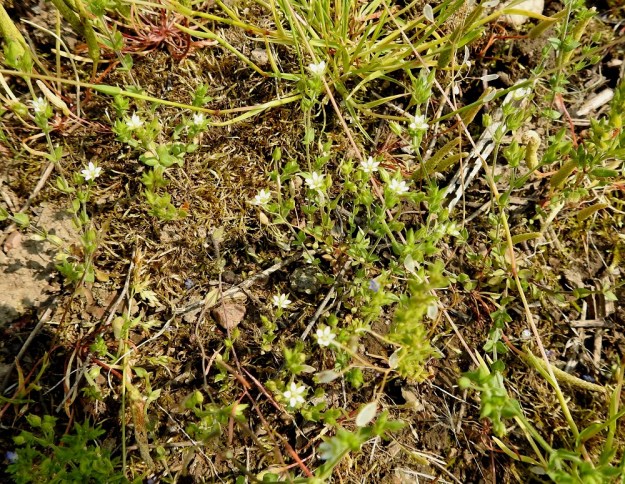 Arenaria serpyllifolia - mäkiarho vaatii kasvupohjaltaan ainakin jonkinasteista avoimuutta tai rikkoutuneisuutta. Yksivuotinen, hento kasvi ei tiiviissä seurassa selviä. Kuvassa seuralaisina mm. hentohiirenhäntä, Myosurus minimus ja kevättädyke, Veronica verna.  EH, Janakkala, Harviala, taimistoalueen laita, 5.6.2019. Koko kuvasarja on samalta kasvupaikalta. Copyright Hannu Kämäräinen.