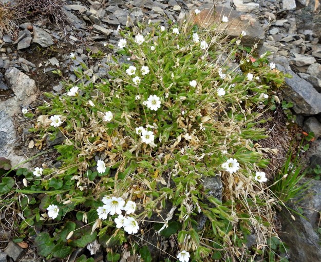 Cerastium alpinum subsp. alpinum - tunturihärkki subsp. karvatunturihärkki on tavallisesti noin 10-25 cm korkea ja usein kasvutavaltaan tiiviin patjamainen. EnL, Enontekiö, Kilpisjärvi, Saanan jyrkkä, kivikkoinen NE-rinne pahtaseinämän alapuolella, Saanajärven luoteispään kohdalla, 800 m mpy, 6.7.2018. Copyright Hannu Kämäräinen.