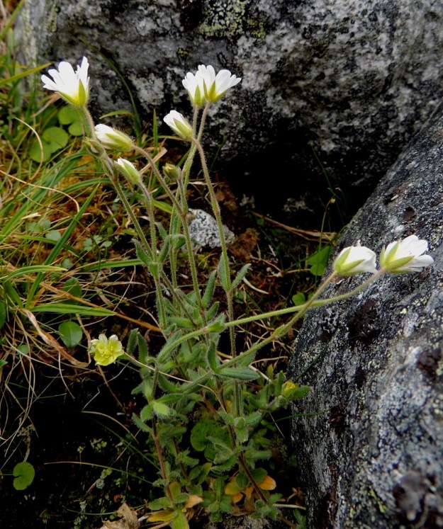 Cerastium alpinum subsp. lanatum - tunturihärkki subsp. villatunturihärkki on usein yleisempää karvatunturihärkkiä, subsp. alpinum, pienialaisempi, tiiviimpi ja pystympi. Pienenä erikoisuutena on kuvan yksilön nupun ja aukeavan kukan laaja keltaisuus. Normaalistikin hieman kellomainen nielu eli terälehtien tyviosa on keltainen, mutta tässä tapauksessa väriä on tainnut tulla vähän reilummin. EnL, Enontekiö, Kilpisjärvi, Saana, Saanan luoteisrinne, länsireuna pahtaseinämän päällä, rinnetöyräs, n. 730 m mpy, 17.7.2013. Copyright Hannu Kämäräinen.