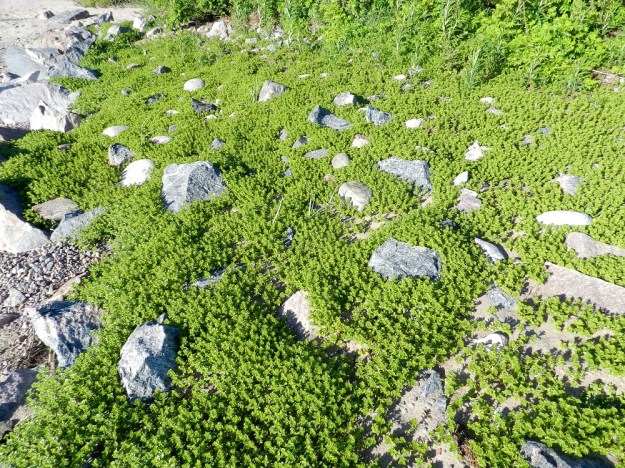 Honckenya peploides - suola-arho levittäytyy pitkillä, haarovilla ja juurehtivilla maarönsyillään laajoiksi, tiheiksi kasvustoiksi. Se on tehokas hiekansitojakasvi. U, Hanko, niemen eteläpuolen merenranta, Kolaviken, itälaita, Stora Tallholmenin hiekkakannksen tyvi, 18.6.2012. Copyright Hannu Kämäräinen.