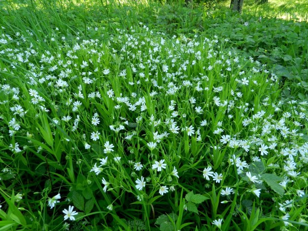 Rabelera holostea (Stellaria holostea) - kevättähtimö levittäytyy usein tiheän yhtenäisiksi ja laajoiksikin kasvustolaikuiksi. Lehtometsien ja metsänreunojen lisäksi sen voi löytää myös reheviltä lehtoniityiltä, joissa yhtenäinen kasvutapa kykenee pitämään kilpailijat aisoissa. EH, Hämeenlinna, Aulanko, Katajisto, Vanajaveden itärannan ja Katajiston kartanon välinen niittyalue, 29.5.2012. Copyright Hannu Kämäräinen.