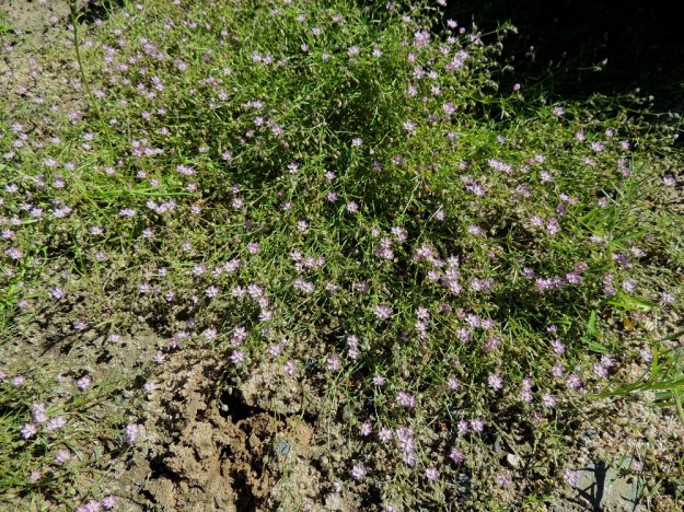 Spergularia rubra - punasolmukki on yksivuotinen tai lyhytikäinen monivuotinen kasvi. Monivuotiset yksilöt kasvattavat usein vankan paalujuuren ja säteittäisesti joka suuntaan leviävän, monikerroksisen varsijoukon. Varret ovat rentoja tai päästään kohenevia ja tavallisesti noin 10-25 cm pitkiä. OP Oulu, Toppila, Toppilan entisen aseman entinen ratapiha, YKJ 20.7.2013. Copyright Hannu Kämäräinen.
