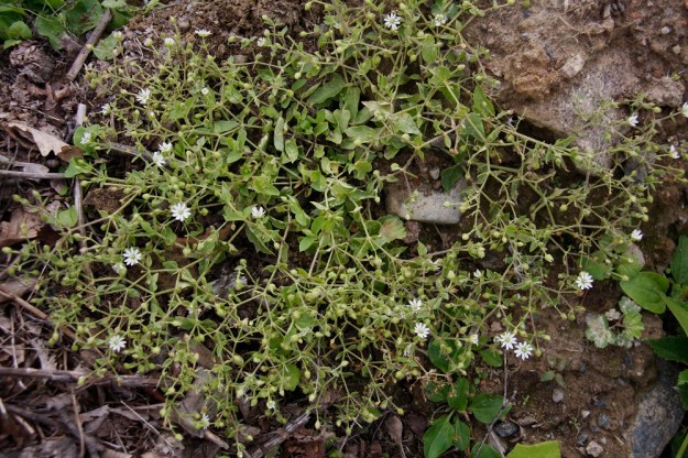 Stellaria aquatica (Myosoton aquaticum) - vata kasvattaa yleensä jo tyvestään varsi- ja haararyöpyn, joka levittäytyy usein rentona pitkin maanpintaa. EH, Hämeenlinna, Majalahti Louhoksentien maankaatopaikka, eteläosa, 21.8.2010. Copyright Hannu Kämäräinen.