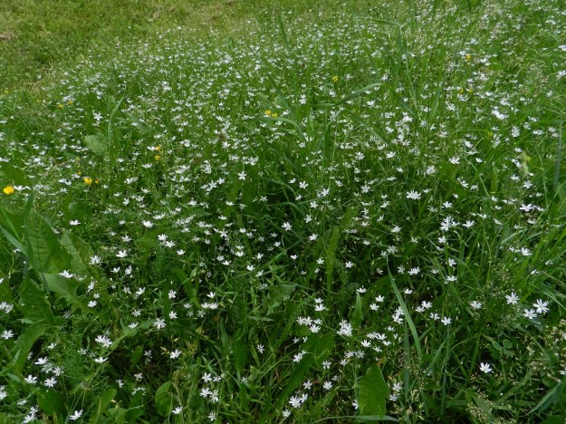 Stellaria graminea - heinätähtimö levittäytyy niityillä usein laajoina kasvustoina, joissa se hentoudestaan huolimatta selviää hyvin muun kasvillisuuden osana. EH, Tampere, Pyynikki, kesäteatterille vievän tien laitaniitty, 1.7.2011. Copyright Hannu Kämäräinen.