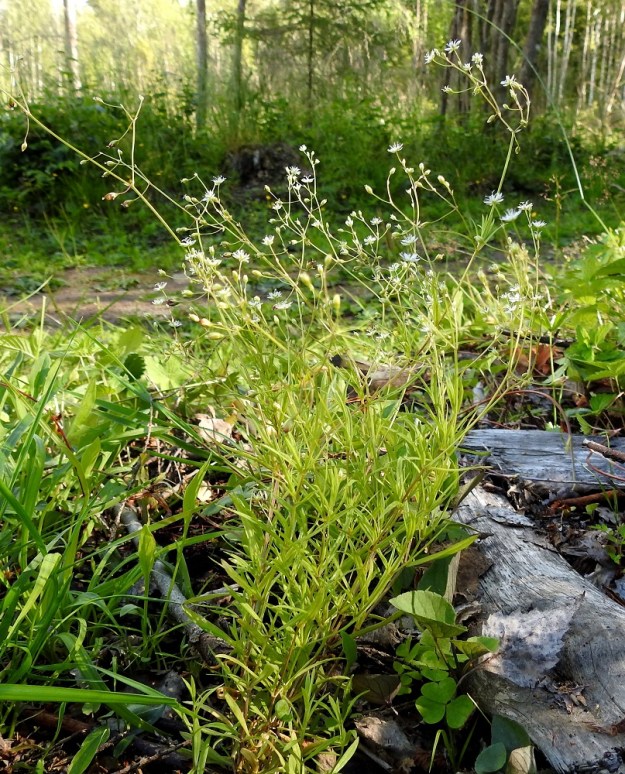 Stellaria longifolia - metsätähtimön varret nousevat lähellä maanpintaa suikertavista rönsyistä harvoina versostoina tai toisinaan myös kuvan tavoin tiheinä, pieninä kimppuina. EH, Hämeenlinna, Vuorentaka, Lakeentien pohjoispäästä lähtevän pelto- ja metsätien laide hakkuuaukean kohdalla, 3.7.2019. Copyright Hannu Kämäräinen.