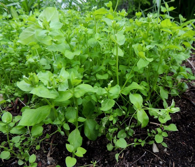 Stellaria media - pihatähtimö muodostaa usein tiheitä, reheviä kasvustoja, varsinkin kasvaessaan rikkana multavalla alustalla muiden kasvien varjossa. Varret usein juurehtivat tyviosastaan ja haarovat koko pituudeltaan. Pituutta versoille voi kertyä jopa 30 cm. EH, Hämeenlinna, Loimalahti, Hirsimäki, Näsiäntie, pihamaan kukkapenkki, 20.6.2014. Copyright Hannu Kämäräinen.