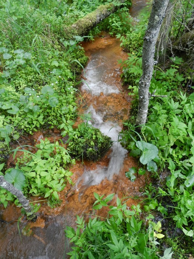 Stellaria nemorum - lehtotähtimö viihtyy nimensä mukaisesti lehdoissa ja lehtokorvissa sekä purojen ja lähteiden laiteilla. Se on alkuperäinen laji Suomessa ja kasvaa kaikissa eliömaakunnissa. 1.7.2011. Copyright Hannu Kämäräinen.