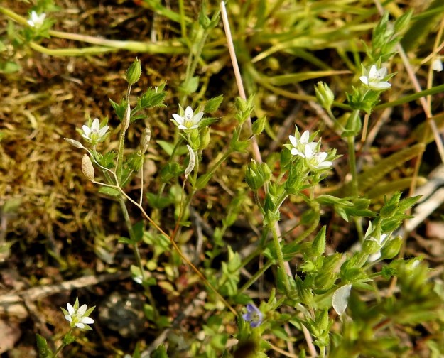 Arenaria serpyllifolia - mäkiarho haaroo erityisesti aivan tyveltä ja kukinto-osastaan. Kuvassa etualalla myös kevätkynsimön, Draba verna, kypsiä lituja. EH, Janakkala, Harviala, taimistoalueen laita, 5.6.2019. Copyright Hannu Kämäräinen.