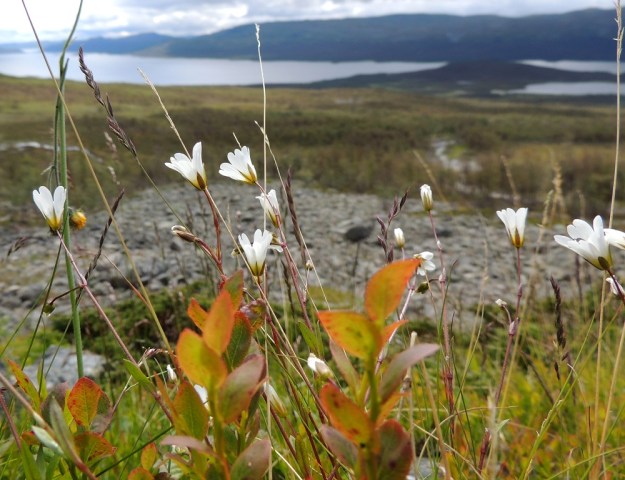Cerastium alpinum subsp. glabratum - tunturihärkin subsp. kaljutunturihärkin kasvustot ovat yleensä harvahkovartisia. EnL, Enontekiö, Kilpisjärvi, Kalottireitin varsi Iso-Mallan eteläisellä alarinteellä, n. 50 m Kitsijoesta itään , 650 m mpy, 19.7.2013, taustalla Kilpisjärvi. Copyright Hannu Kämäräinen.
