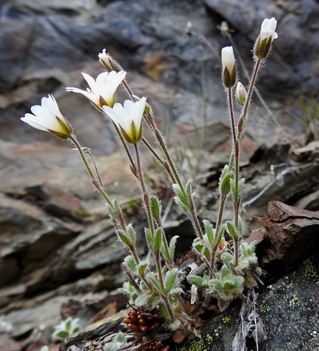 Cerastium alpinum subsp. lanatum - tunturihärkki subsp. villatunturihärkki ei ole aina pelkästään vihreä, vaan varsissa, kukkaperissä, lehdissä ja kukkien tukilehdissä sekä verhiöissä on aika usein myös sinipunaista sävyä.  EnL, Enontekiö, Kilpisjärvi, Saanan lounainen rinne, retkeilykeskuksen kohdalla, ensimmäinen, matala pahtaseinämä tunturikoivikkorinteessä , n. 600 m mpy, 5.7.2018. Copyright Hannu Kämäräinen.