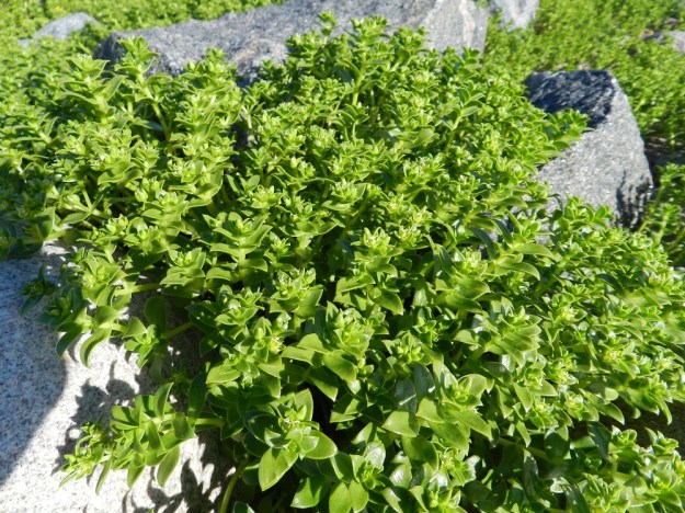 Honckenya peploides - suola-arho voi kasvaa rannalla niin tiheänä, ettei muilla lajeilla ole juuri asiaa sekaan. Se on kuitenkin pioneerikasveja, joka olemassa olollaan lannoittaa alustaa ja tasoittaa tietä muille tulijoille, jotka aikanaan voivat syrjäyttää sen. Menestystä edesauttaa kasvupohjan ajoittainen myllertyminen meren syleilyssä. Kuvassa osa laajaa emikasvustoa. U, Hanko, niemen eteläpuolen merenranta, Kolaviken, itälaita, Stora Tallholmenin hiekkakannksen tyvi, 18.6.2012. Copyright Hannu Kämäräinen.